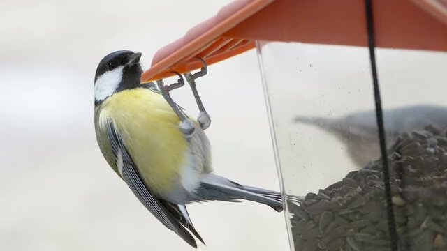 The gret tit bird hanging on the bird feeder with lots of feeds inside in Estonia