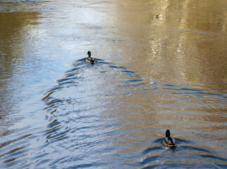 ducks swimming in pair