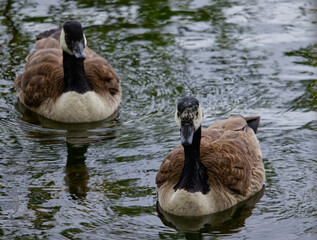 geese in pairs