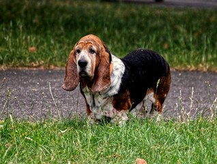 Beagle in the park hound dog