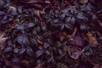 Dark background or texture of climbing plants with dense shiny leaves