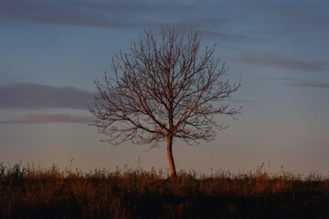 Junger Baum in Abendsonne