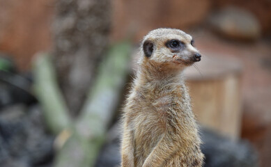 meerkat on the lookout