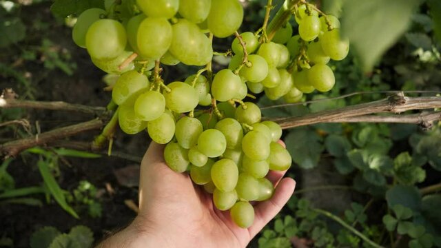 Closeup of farmers hand holding and checking ripe white grapes on grapevine in vineyard. Concept of natural organic winemaking, agriculture and harvesting.