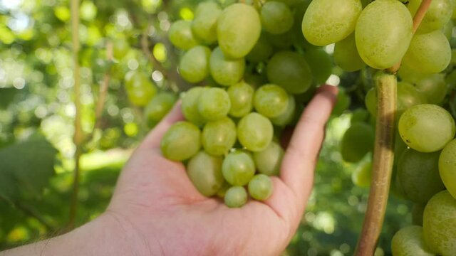 Closeup of hand gently touching growing grape bunch on grapevine in vineyard. Concept of natural organic winemaking, agriculture and harvesting.