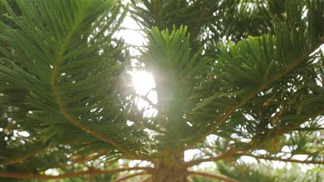 The sun rays of the setting sun shine through the fluffy branches of the Araucaria.