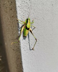 wasp