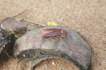 salvador, bahia, brazil - november 30, 2021:  Cockroach insect is seen in Salvador city.