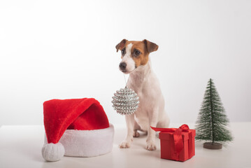 Smart dog jack russell terrier holds a christmas decoration in its mouth on a white background