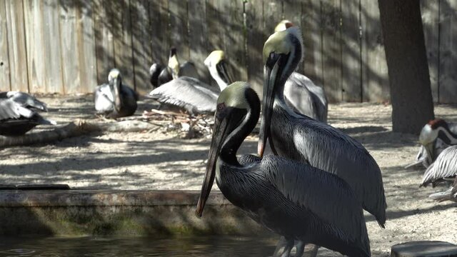Pelicans side by side at bird sanctuary, two brown pelicans are featured side by side at west coast of Florida. Late afternoon sunlight.