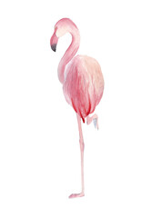 Watercolor template. Beautiful motifs for decoration design. Watercolor  flamingo clipart. Artistic backdrop. Watercolor in on white background. Watercolor illustration.
