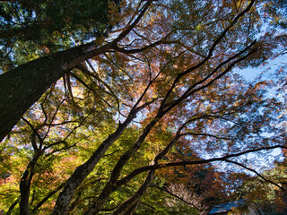 小松寺の紅葉