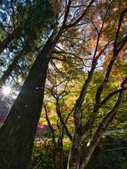 Naklejka premium 小松寺の紅葉