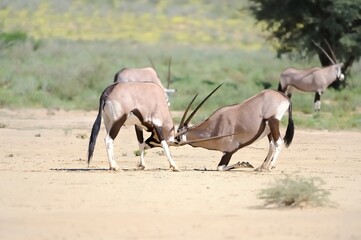 GEMSBUCK (Oryx gazella) contest to dominance . Kgalagadi, kalahari desert - 472405618