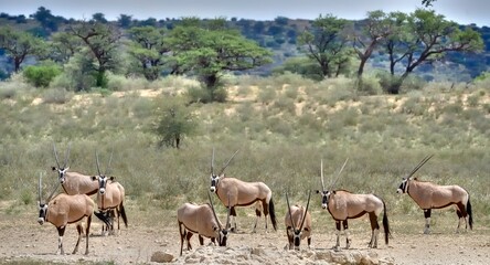 Naklejka na ściany i meble GEMSBUCK (Oryx gazella) herd at a waterhole in KGALAGADI TRANSFRONTIER PARK, South Africa