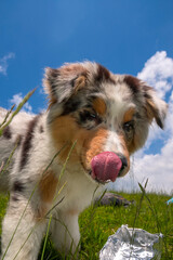 blue merle Australian shepherd puppy dog on the meadow of the meadow of daffodils in Liguria in Italy