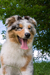 blue merle Australian shepherd puppy dog on the meadow of the meadow of daffodils in Liguria in Italy