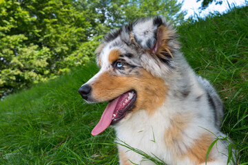 blue merle Australian shepherd puppy dog on the meadow of the meadow of daffodils in Liguria in Italy