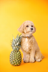 small dog with pineapple on yellow backgroung