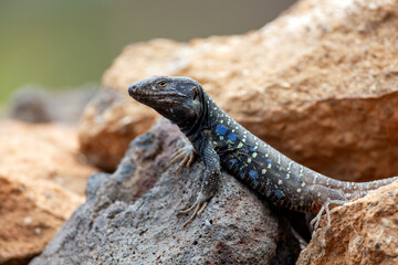Gallotia galloti  is a species of lacertid (wall lizard) in the genus Gallotia.
