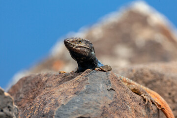Gallotia galloti  is a species of lacertid (wall lizard) in the genus Gallotia.
