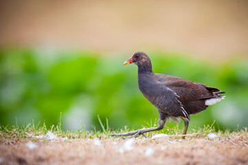 The common moorhen (Gallinula chloropus), also known as the waterhen or swamp chicken.
