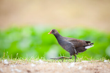 The common moorhen (Gallinula chloropus), also known as the waterhen or swamp chicken.

