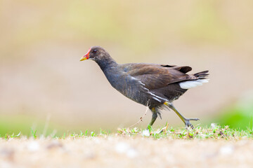 The common moorhen (Gallinula chloropus), also known as the waterhen or swamp chicken.
