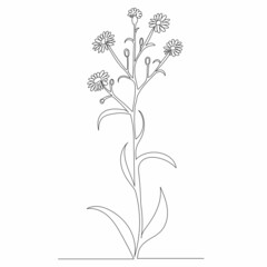flower drawing by one continuous line, vector, isolated