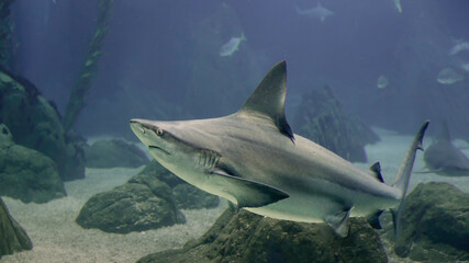 Sea aquarium shark close-up