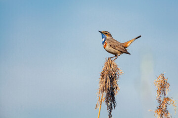 The bluethroat (Luscinia svecica) is a small passerine bird .
