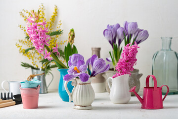 Fototapeta na wymiar Spring flowers crocus mimosa in vase