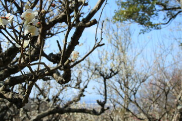 青空に咲く白梅