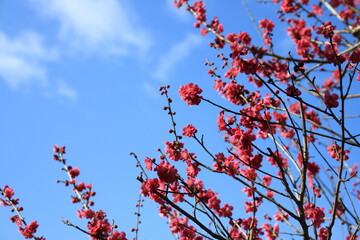 青空に咲く紅梅