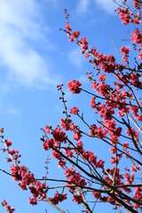 青空に咲く紅梅