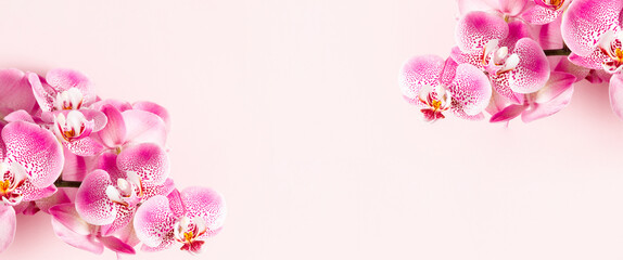Pink orchid, blooming orchid branch on pink background, banner