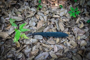 Crow feather on the ground with leaves