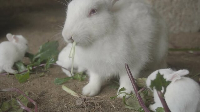 rabbit and its family eating green grass