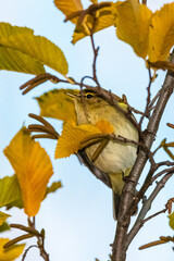 Common Chiffchaff perched on a tree branch