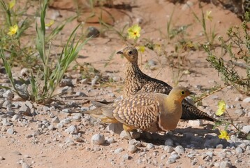  NAMAQUA SANDGROUSE (Pterocles namaqua) . Male and female ,  KGALAGADI TRANSFRONTIER PARK, South Africa
