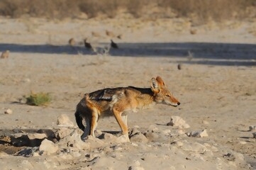 Fototapeta na wymiar Blackbacked jackal (Canis mesomelas). at a waterhole in the KGALAGADI TRANSFRONTIER PARK, South Africa. 