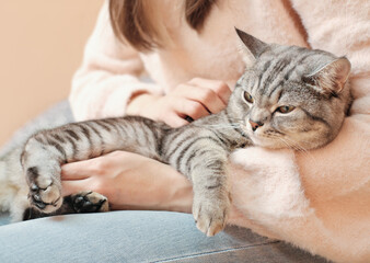 happy relaxed tabby cat getting rest on woman hands. owner embracing kitten and stroking it gently....