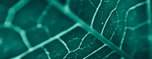 close up abstract pattern of tropical foliage with blue pastel color , nature background.