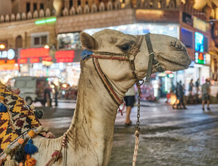 Close up portrait of cute camel in profile in harness on city square in evening.