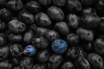 Background is black and white plums and two bright and ripe plums.