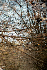 Reflection of trees in autumn colors in the water