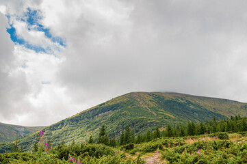 View of Mount Hoverla in low clouds. Carpathians in Ukraine in summer. Hiking in the mountains