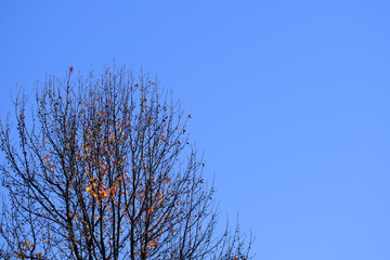 枯れ木と青空