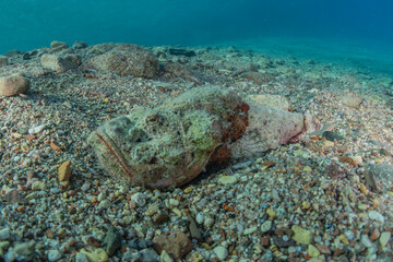 Fish swim in the Red Sea, colorful fish, Eilat Israel
