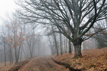 Robles entre la niebla. Sierra de Guadarrama. Madrid. España. Europa.